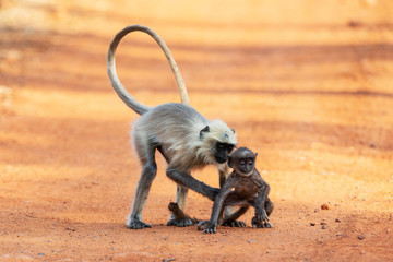 Monkey mother holding baby, Tadoba, Maharashtra, India.