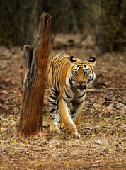 Young tigress, Telia Sisters, Panthera tigris, Tadoba, Maharashtra, India. - obrazy, fototapety, plakaty