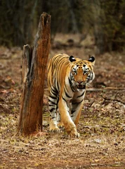 Foto auf Acrylglas Antireflex Young tigress, Telia Sisters, Panthera tigris, Tadoba, Maharashtra, India. © RealityImages