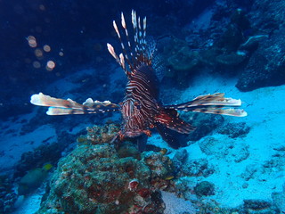 泳ぐミノカサゴの正面