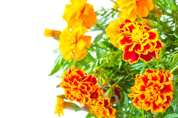 colorful marigold flowers with green leaves isolated on white background with space for text