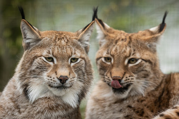 Lynx in the forest