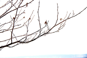 A branch in the winter forest, snow and frost lies on the branches of trees.