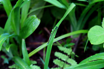 Damselfly staying in the grass after the rain