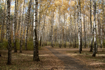 Obraz premium forest