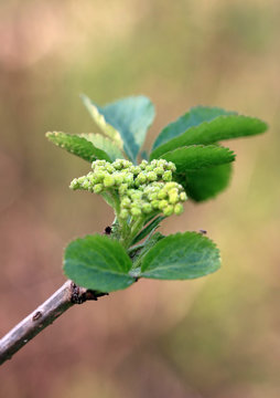 Holunderbl&uuml;te am Holunderbaum
