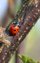 Roter Marienkäfer klettert am Ast