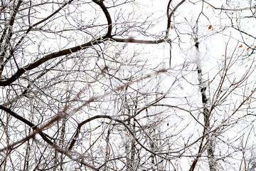 A branch in the winter forest, snow and frost lies on the branches of trees.