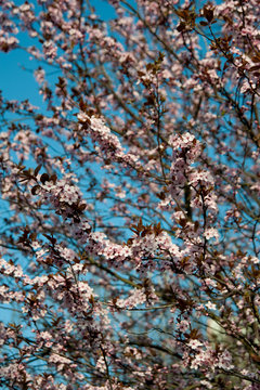 Pink  flowers of a blossoming tree. Beautiful spring background. Cherry blossom. Fine art photo