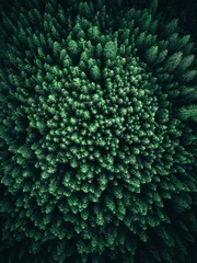  Aerial view of a forest © Andrea