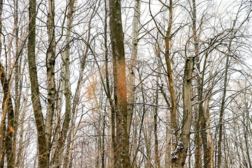 Winter forest, many trees are without leaves.