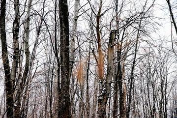 Winter forest, many trees are without leaves.