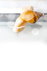 Light background with a snail Fantini , design for procurement