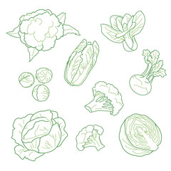 Cabbage, vegetarian farm products set, hand-drawn