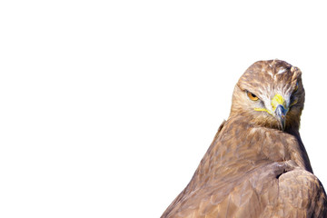 Isolated bird. Bird of prey. White background. 