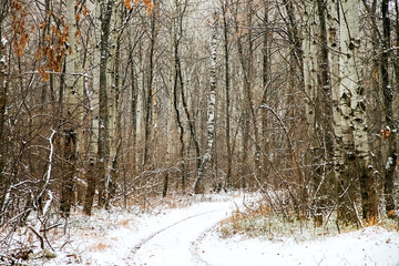 Winter forest, many trees are without leaves.