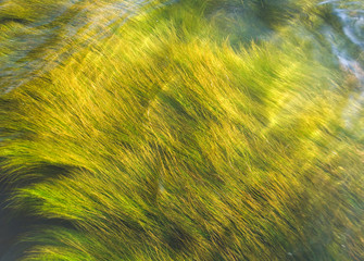 Grass under water. Abstract vibrant background in green colour.