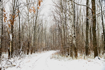 Winter forest, many trees are without leaves.