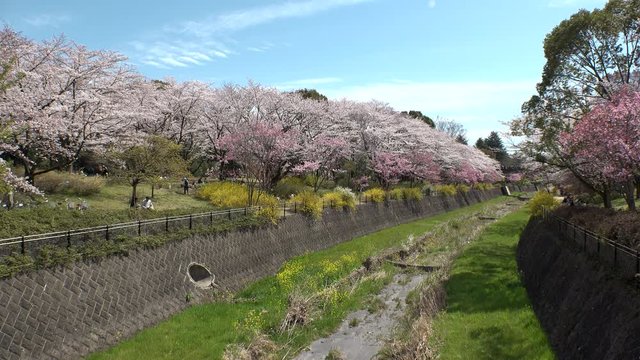 TACHIKAWA,  TOKYO,  JAPAN - CIRCA APRIL 2019 : CHERRY BLOSSOMS in park.  Spring season.