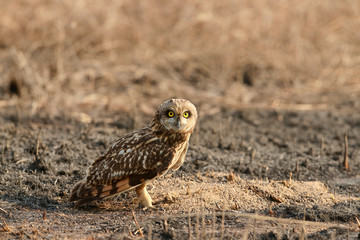 Short-eared owl, Asio flammeus, Uran JNPT, Mumbai, Maharashtra, India. © RealityImages