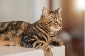 Beautiful short hair cat lying on white table at home