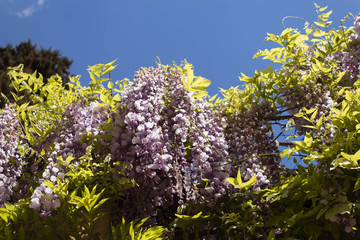 the wisteria in Rome, Italy