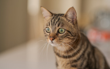 Cute short hair cat looking curious and snooping at home