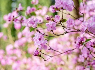 Fototapeta na wymiar Pink rhododendron flowers bloom in spring in the garden