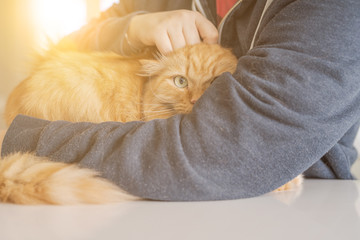Cuddling beautiful ginger long hair cat on a sunny day at home