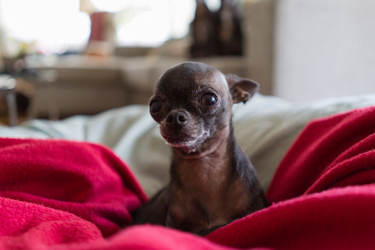 Beautiful and cute little chihuahua lying on blankets