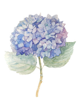 Blue hydrangea. Watercolor illustration.
