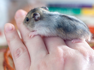 Grey Djungarian hamster sitting on a human hand