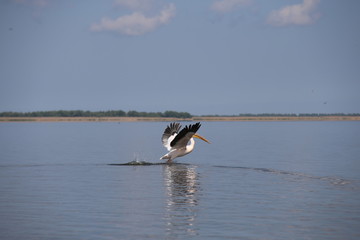 Pelican