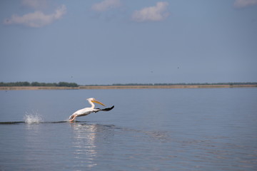 Pelican