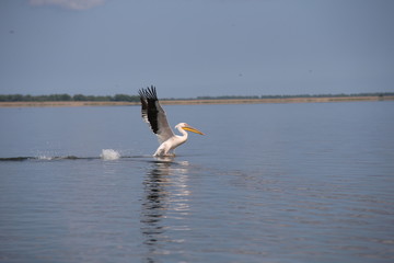 Pelican