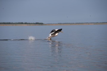 Pelican