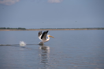 Pelican
