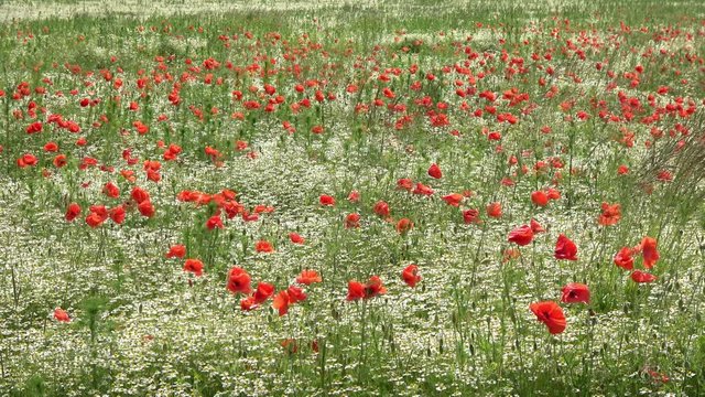 ein gro&szlig;es Feld von Mohnblumen und G&auml;nsebl&uuml;mchen