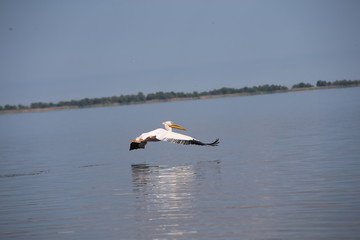 Pelican
