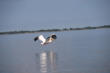 Pelican