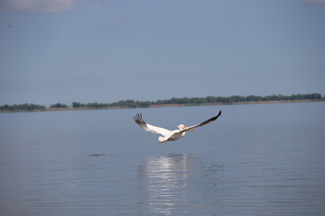 Pelican