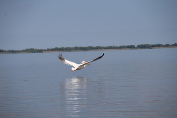 Pelican