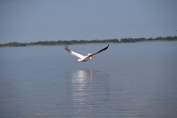 Pelican