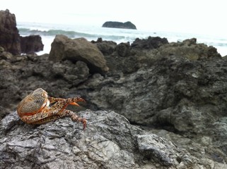 crab