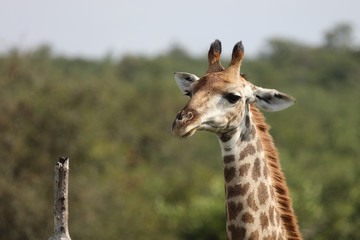 Giraffe / Giraffe / Giraffa Camelopardalis