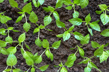 Spring seedlings. Low sprouts of peppers grown at home in boxes. The sprouts of pepper grown from seed