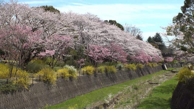 TACHIKAWA,  TOKYO,  JAPAN - CIRCA APRIL 2019 : CHERRY BLOSSOMS in park.  Spring season.