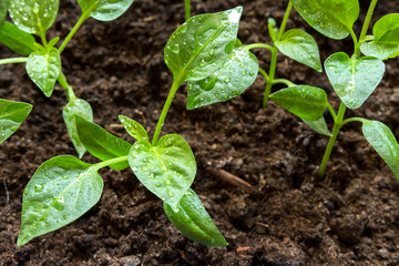 Spring seedlings. Low sprouts of peppers grown at home in boxes. The sprouts of pepper grown from seed