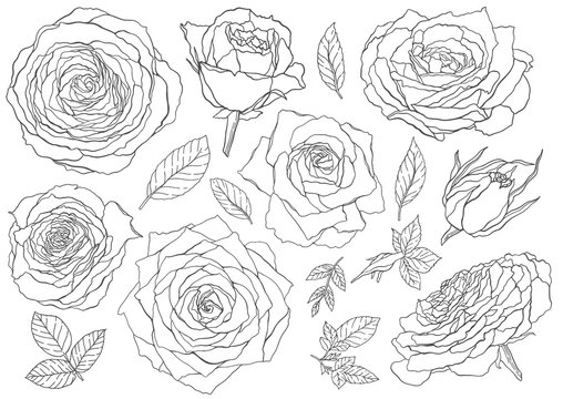 Flowers roses, line circut buds and leaves. Set collection. Isolated on white background. Vector illustration.