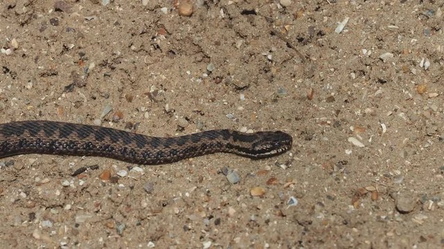 Male Adder ( Vipera berus ) slithering